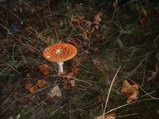 Fly agaric