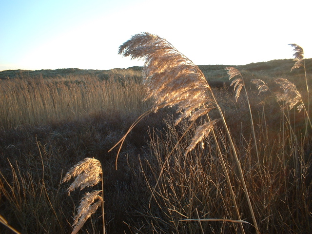 Wood Small-Reed