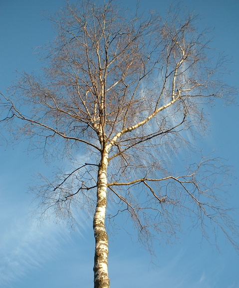 Birch tree