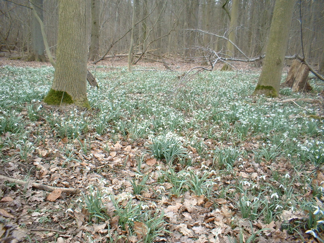 Snow drops (Amelisweerd)