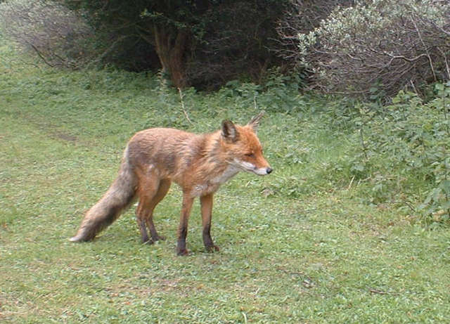 Red fox (Amsterdamse Waterleiding Duinen)