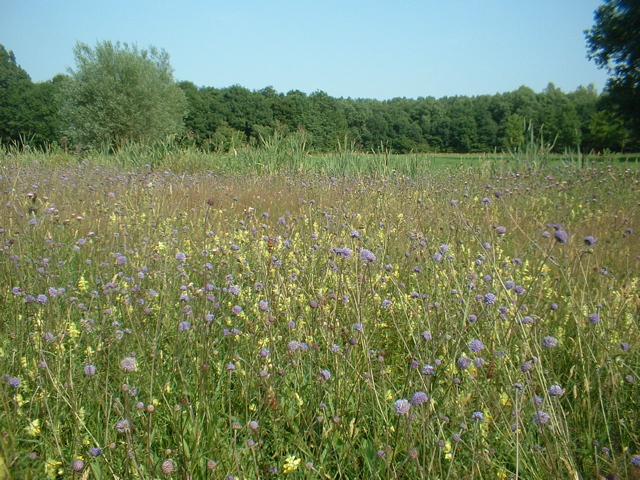 Flowering grassland (Polderpark Leiden)