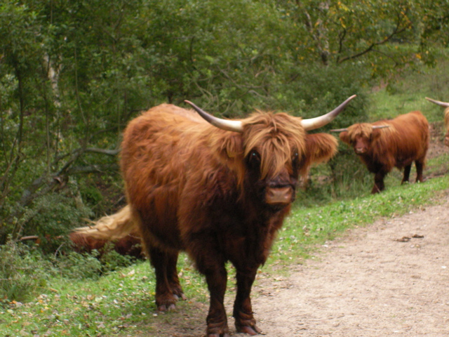 Scottish Highlander (Midden Heerenduin)