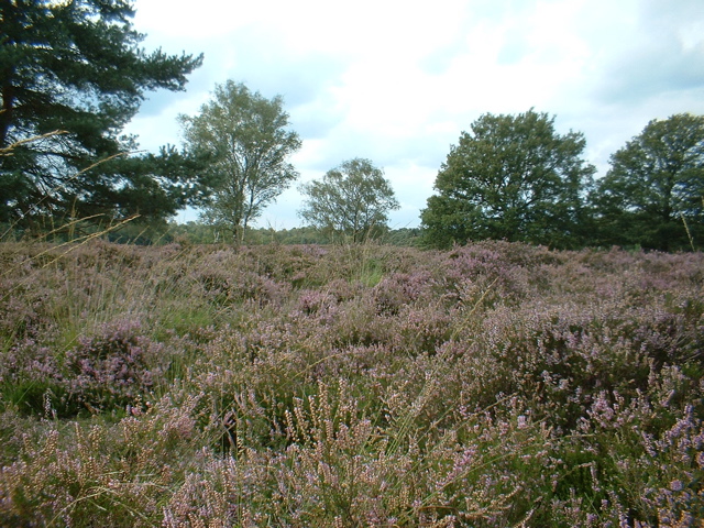 Flowering heath (Kampina)