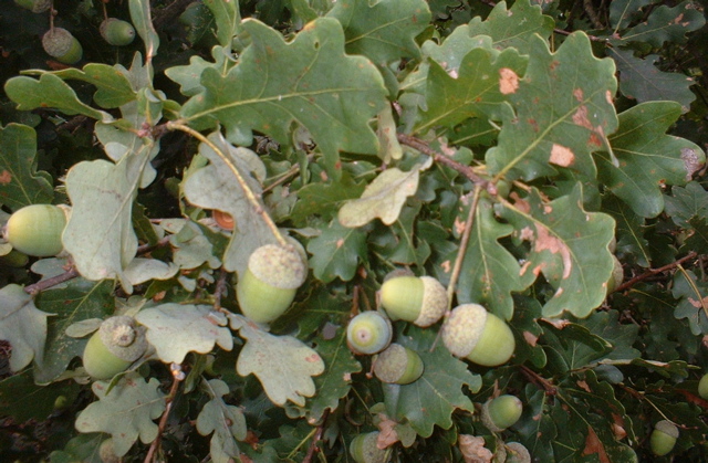 Acorns