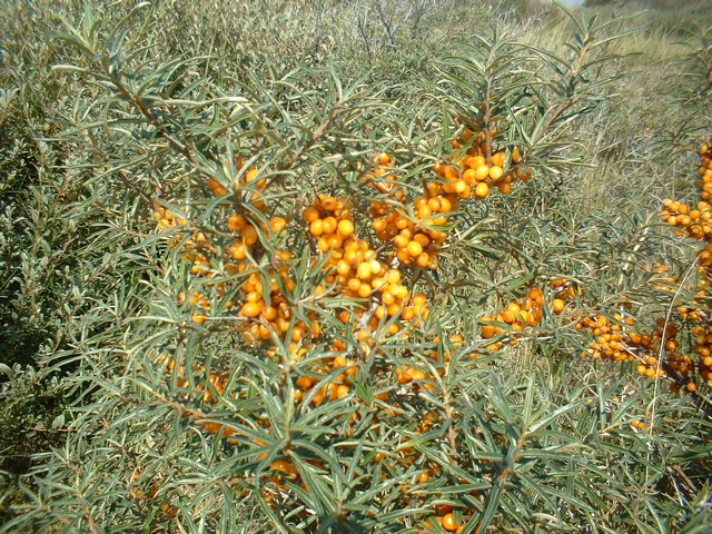 Sea buckthorn