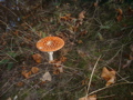 Fly agaric