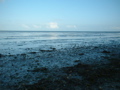 The Wadden Sea (Texel)