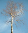 Birch tree