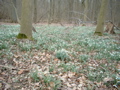 Snow drops (Amelisweerd)