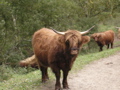 Scottish Highlander (Midden Heerenduin)