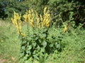 Dark mullein