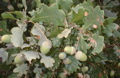 Acorns