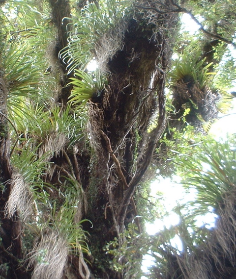 Epiphytes