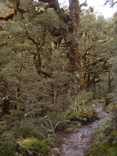 Rainforest (Routeburn)