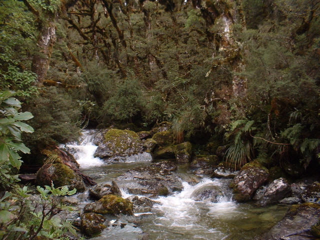 Brook and forest (Routeburn)