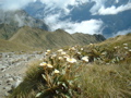 Mountain daisy (Celmisia) on the Kepler Track