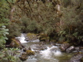 Brook and forest (Routeburn)